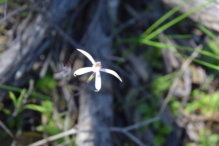 Caladenia - Spider Orchid-Vern-Westbrook-walk-Sep-2018p0008.JPG